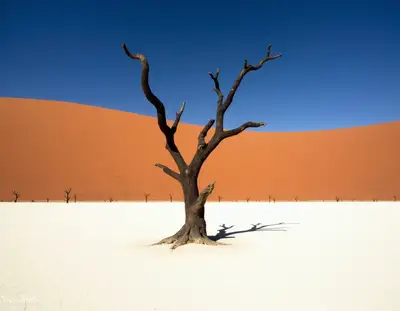 Deadvlei Dead Trees Namibia